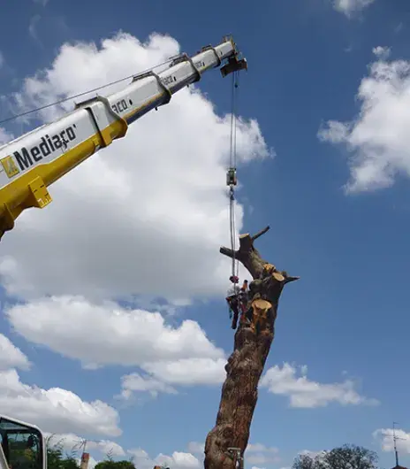Arbre et grue