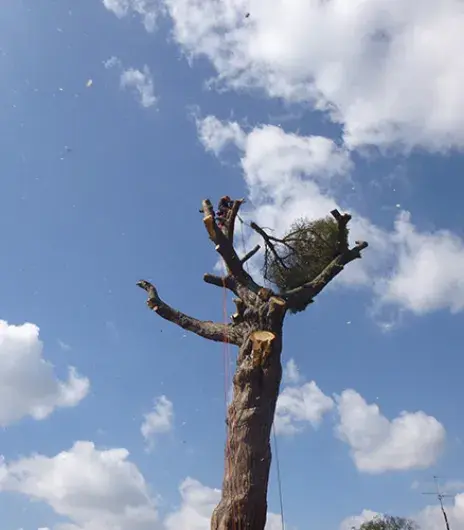 Arbre 1